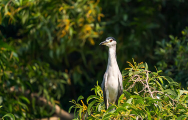 Adult Black-crowned Night-Heron(Nycticorax nycticorax hoactli) flying over wetlands