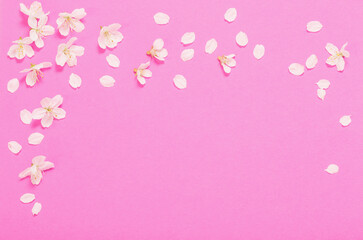 spring flowers on pink paper background