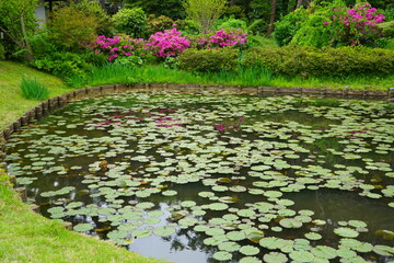 Pond floating Water Lily flower - 睡蓮の池
