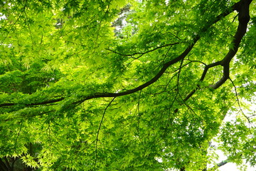 Lush Green Momiji or Maple in Summer, Kanagawa, Japan. Closeup view - 日本 神奈川 新緑のもみじ