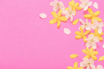 Fototapeta na wymiar spring white and yellow flowers on pink paper background
