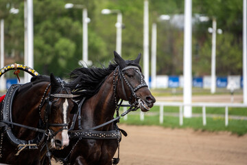 Obraz premium beautiful horses on the race at the opening of the season at the racetrack on a sunny day 