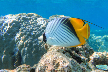 Naklejka na ściany i meble Coral fish - Threadfin butterflyfish (chaetodon auriga) - Red Sea