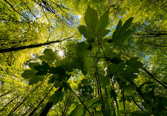 Buchen Fagus Ahorn Maple Wald Bäume Sonne Laub Höhe Perspektive Hemer Sauerland Deutschland...