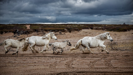 Herd of wild horses running on the road in Russia
