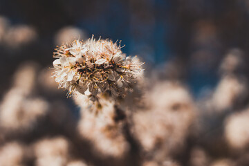 Closeup of the cherry flowers in blossom