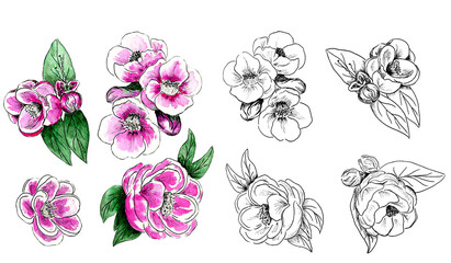 Set of hand drawn flowers in bloom. Blacka and white and watercolor flowers isolated on white.