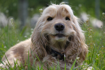 Portrait of a cute young dog cocker spaniel on the grass