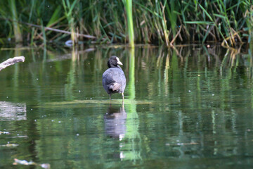 Ein Blässhuhn in einem Naturnahen Teich.