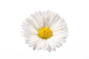 Fototapeta na wymiar White daisy flower isolated on white background.