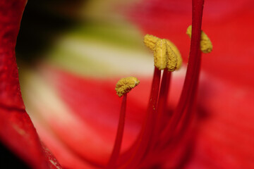 Close up of pollen of Amaryllis flower