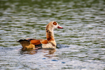 Portrait einer NIlgans an einem Teich.