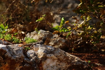 lizard on the stone