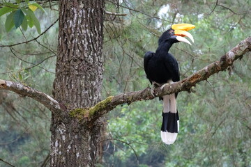 The hornbills (Bucerotidae) are a family of bird found in tropical and subtropical Africa, Asia and Melanesia.