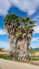wild palm tree natural park on the outskirts of barcelona