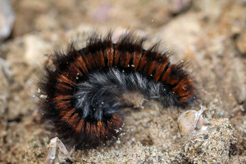 Die Haarige Raupe des Brombeerespinners.