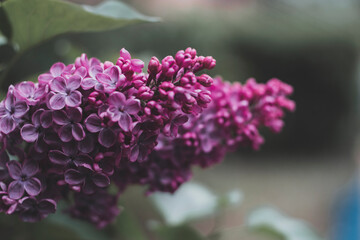 Lilac blooms. A beautiful bunch of lilac closeup photography