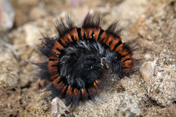 Die Haarige Raupe des Brombeerespinners.