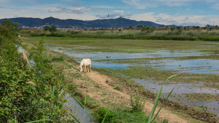 Horse resting behind the fence in a field in Barcelona.