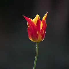 Tulip Fireworks in flower in a garden in springtime, united Kingdom