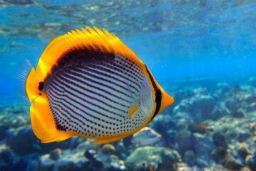 Fototapeta na wymiar Coral fish Blackbacked butterflyfish (chaetodon melannotus) - Red Sea