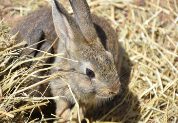 Fototapeta premium Very Cute Little Rabbit Playing in Hay