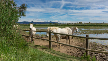 Horse resting behind the fence in a field in Barcelona.