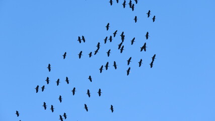 Bald ibis flock in flight