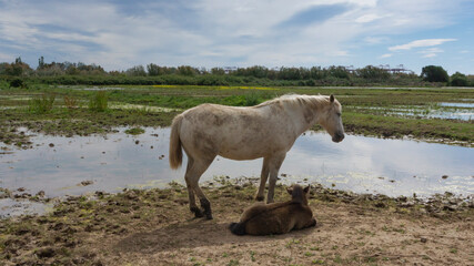Female horse with her foal resting in a field