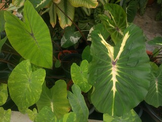 Mixture of large colocasia leaves (Colocasia esculenta)