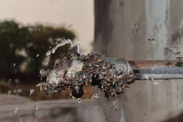 Closeup shot of a group of bees near a rusted sink