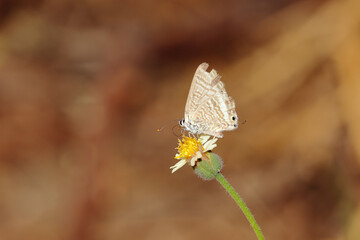 Closeup shot of a butterfly sitting on the flower with the blurred background