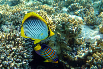 Fototapeta na wymiar Coral fish Blackbacked butterflyfish (chaetodon melannotus) - Red Sea
