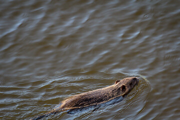 Portrait einer Bisamratte, Nutria am Flussufer.