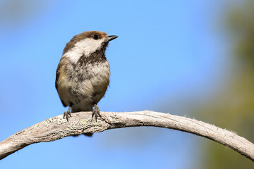 Siberian tit