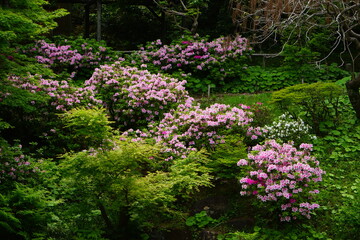 Pink Azalea flower during Spring in Tokyo, Japan - 日本 ツツジ ピンク色の花 春
