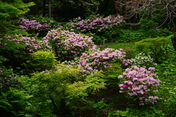 Pink Azalea flower during Spring in Tokyo, Japan - 日本の春の景色 ツツジ ピンク色の花 
