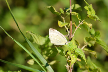 Nahaufnahme eines Kohlweißlings auf einer Pflanze.