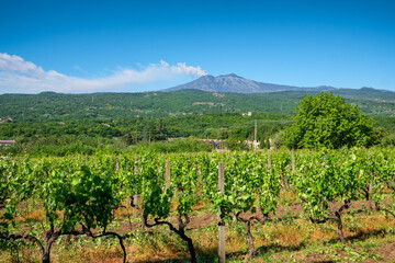 Sicilian vineyards with Etna volcano eruption at background in Sicily, Italy