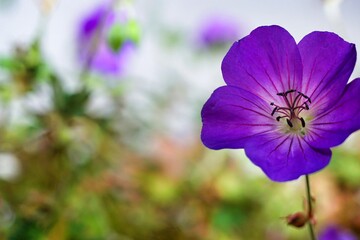 flowers in the garden