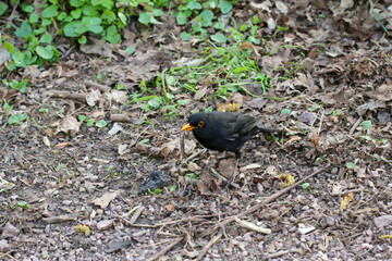 Eine Amsel sucht nach Würmer zwischen Blätter.