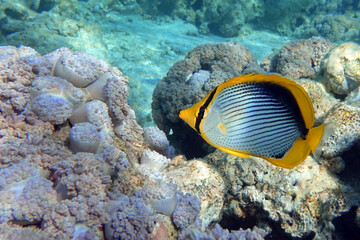 Coral fish Blackbacked butterflyfish (chaetodon melannotus) - Red Sea