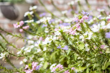Selective focus shot of colorful aster flowers in the sunshine