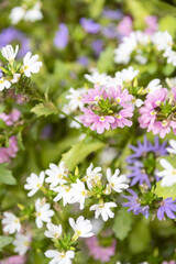 Selective focus shot of colorful aster flowers in the sunshine - vertical shot