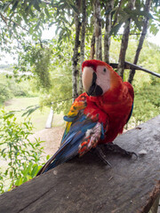 Scarlet Macaws, Amazonia