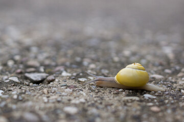 schnecke, schale, tier, natur, bedächtig, braun, makro, garden, molluske, helix, geschwindigkeit, close up, beach, spiral, nacktschnecke, piter, sand, schnecke, close up, meer, molluske, schleimig, ha