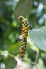 infected black peppercorn with fungus growth, fungal pollu disease or black berry disease or anthracnose on black pepper berries which become hollow, closeup view