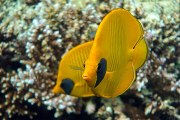 Coral fish - Masked butterflyfish - Chaetodon semilarvatus- Red Sea