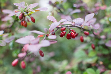 barberry fruits