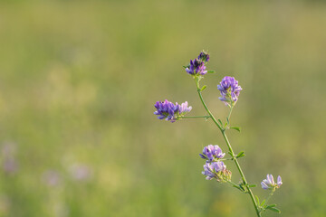 meadow flowers